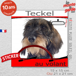 "Teckel à poils durs couleur sanglier au volant" panneau autocollant humoristique voiture photo sticker drôle chien à bord