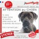 Cane Corso gris, Sticker humour "Attention au Chien, montre, jetez-vous au sol et attendez secours" autocollant drôle photo
