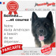 Plaque humour "Sonnez et Courez ! Notre Akita Américain bringé a besoin de se dépenser" USA photo résiste intempéries