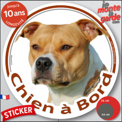 Amstaff fauve clair et blanc, sticker photo rond "Chien à Bord" american Staff sable voiture disque autocollant adhésif