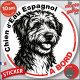 Chien d'Eau Espagnol, sticker autocollant rond "Chien à Bord" disque adhésif vitre voiture résiste intempéries