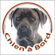 Cane Corso Italiano gris bleu, sticker autocollant rond "Chien à Bord" Disque photo adhésif vitre voiture, SEO sans calque