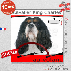 "Cavalier King Charles au volant" autocollant humour voiture 2 tailles D