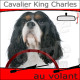 "Cavalier King Charles tricolore au volant" panneau autocollant humoristique voiture photo sticker drôle chien à bord