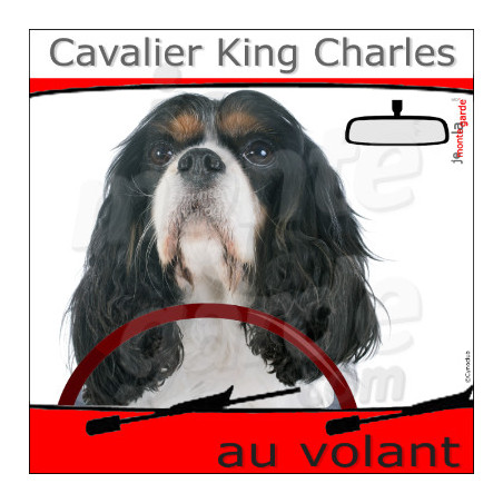 "Cavalier King Charles tricolore au volant" panneau autocollant humoristique voiture photo sticker drôle chien à bord