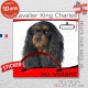 "Cavalier King Charles noir et feu au volant" panneau autocollant humoristique voiture photo sticker drôle chien à bord