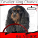 "Cavalier King Charles noir et feu au volant" panneau autocollant humoristique voiture photo sticker drôle chien à bord
