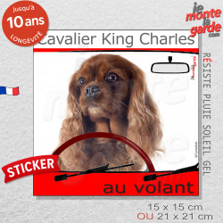 "Cavalier King Charles Rubis au volant" autocollant humour voiture 2 tailles D