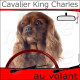 "Cavalier King Charles rubis au volant" panneau autocollant humoristique voiture photo sticker drôle chien à bord