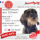 Teckel sanglier poils durs, plaque Attention au Chien humour – mon job ? protéger maison & famille – j’aime mon job logé nourri 