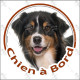 Berger Australien Tricolore Noir, sticker autocollant rond "Chien à Bord" Aussie voiture vitre auto photo adhésif Aussie