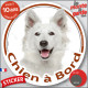 Berger Blanc Suisse, sticker rond "Chien à Bord" Disque autocollant adhésif voiture auto vitre photo