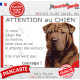 Shar-Peï marron chocolat, plaque humour "Attention au Chien, Jetez Vous au Sol, courage" photo résiste intempéries