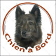 Berger Hollandais bringé poils longs Tête, sticker autocollant rond "Chien à Bord" Disque photo adhésif voiture auto vitre
