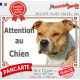American Staffordshire Terrier fauve, plaque portail "Attention au Chien" photo Amstaff Staff résiste intempéries
