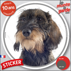 Teckel à poils durs, sticker autocollant rond "photo" disque adhésif sanglier, résiste intempéries