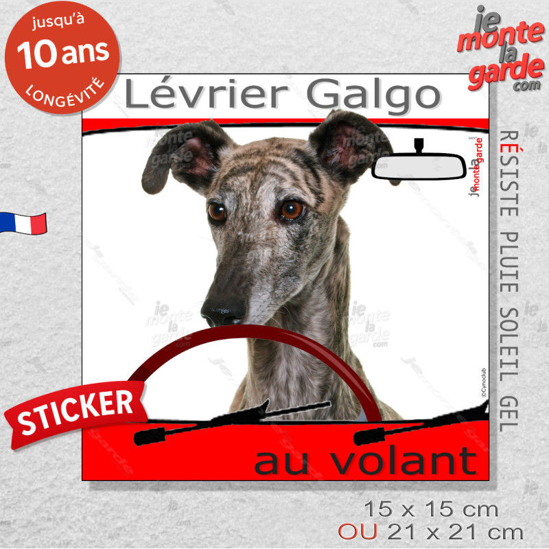 "Lévrier Galgo Espagnol bringé au volant" panneau autocollant humoristique voiture photo sticker drôle chien à bord