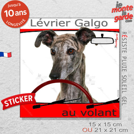 "Lévrier Galgo Espagnol bringé au volant" panneau autocollant humoristique voiture photo sticker drôle chien à bord