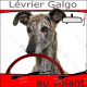 "Lévrier Galgo Espagnol bringé au volant" panneau autocollant humoristique voiture photo sticker drôle chien à bord