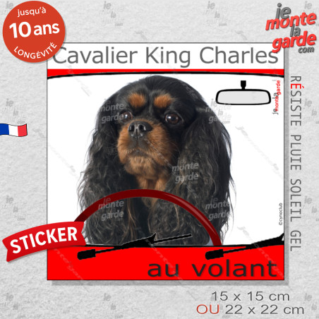 "Cavalier King Charles noir et feu au volant" panneau autocollant humoristique voiture photo sticker drôle chien à bord