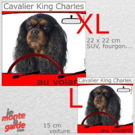 "Cavalier King Charles au volant" autocollant humour voiture 2 tailles D