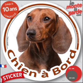 Teckel fauve marron à poils ras, sticker autocollant rond "Chien à Bord" Disque adhésif photo vitre voiture, résiste intempéries