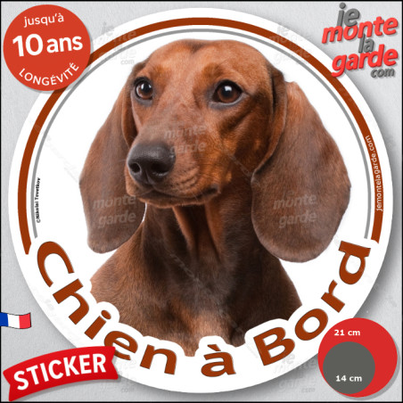 Teckel fauve marron à poils ras, sticker autocollant rond "Chien à Bord" Disque adhésif photo vitre voiture, résiste intempéries