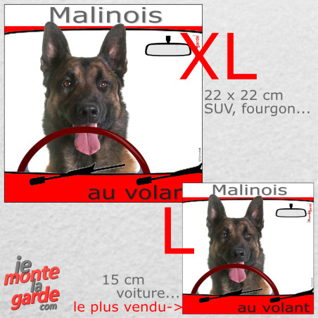 "Malinois au volant" photo autocollant humoristique voiture, résiste pluie soleil gel, idée cadeau,  2 Tailles D