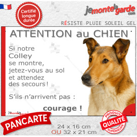 Colley fauve zibeline et blanc à poils courts, plaque portail humour photo "Attention au Chien, Jetez Vous au Sol, attendez seco