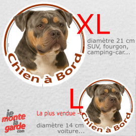 American Bully lilac tricolore, sticker voiture rond photo "Chien à Bord" résiste pluie soleil gel, idée cadeau, 2 tailles D