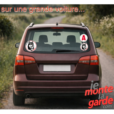 Pomsky, sticker autocollant rond "Chien à Bord" Photo de l'installation du disque adhésif sur la vitre arrière d'une voiture