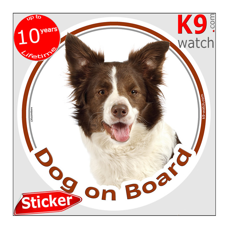 Brown Border Collie, circle car sticker "Dog on board" decal label photo notice adhesive Brown Border Collie, circle car sticker "Dog on board" decal label photo notice adhesive