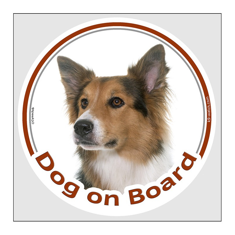Circle sticker "Dog on board" 15 cm, Tricolor Border Collie Head, decal adhesive car label tricolour