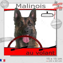 "Berger Belge Malinois au volant" panneau autocollant humoristique voiture photo sticker drôle chien à bord, résiste pluie solei
