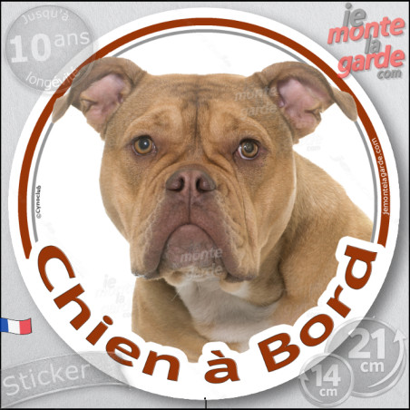 Old English Bulldog ancien type, sticker autocollant photo rond "Chien à Bord" Disque photo adhésif vitre voiture, résiste pluie