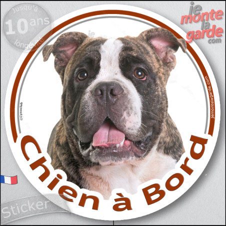 American Bully bringé Tête, sticker autocollant rond photo "Chien à Bord" Disque voiture auto adhésif américain, résiste pluie s