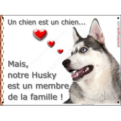 Husky Gris Tête, plaque Portail Attention "un chien est membre de la famille", pancarte panneau affiche photo
