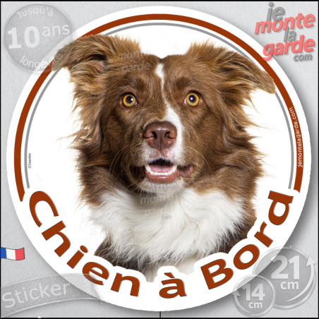 Border Collie marron chocolat et blanc, sticker autocollant rond "Chien à Bord" Disque adhésif vitre voiture auto photo brun, ré