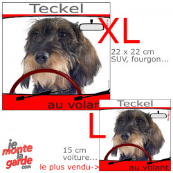 "Teckel poils durs au volant" autocollant voiture humour photo, résiste pluie soleil gel, idée cadeau, 2 tailles D