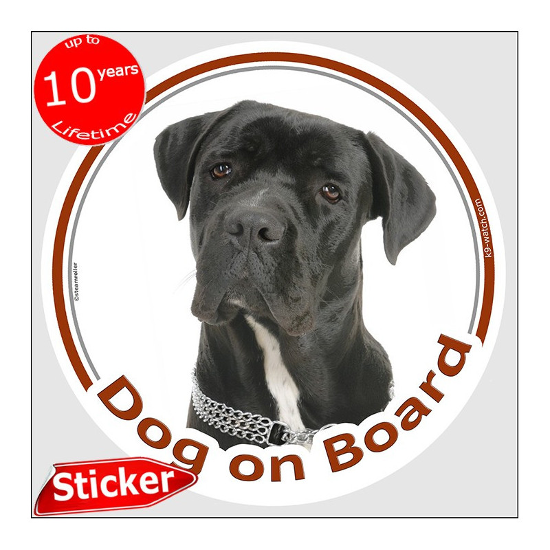 Cane Corso Dog on Board sticker with black short-coated dog photo for car windows.