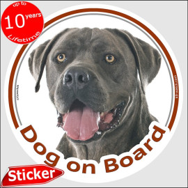 Cane Corso Dog on Board sticker with grey short-coated dog photo for car windows.