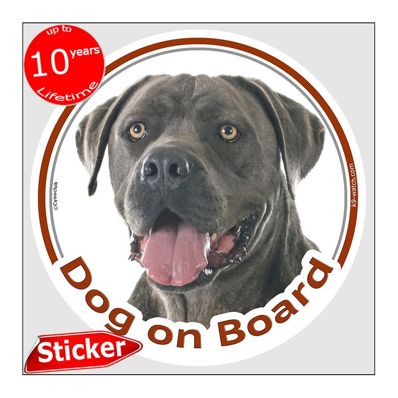 Cane Corso Dog on Board sticker with grey short-coated dog photo for car windows.