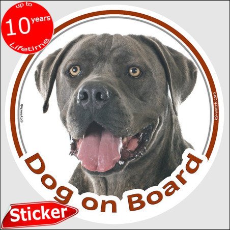 Cane Corso Dog on Board sticker with grey short-coated dog photo for car windows.