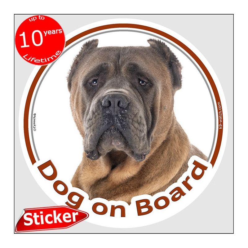 Fawn Cane Corso Dog on Board sticker with cropped ears, dark mask and short glossy coat for car windows. Fawn Cane Corso Dog on Board sticker with cropped ears, dark mask and short glossy coat for car windows.