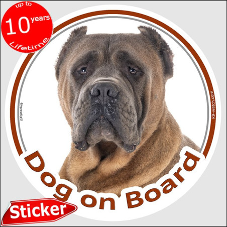 Fawn Cane Corso Dog on Board sticker with cropped ears, dark mask and short glossy coat for car windows.