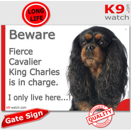 Funny Cavalier King Charles gate sign with black and tan long silky-coated dog and “I only live here” message.