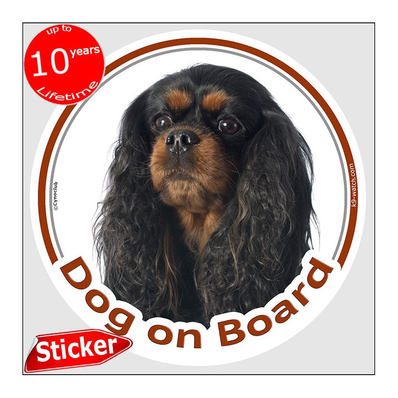 Cavalier King Charles Dog on Board sticker with black and tan long silky-coated dog for car windows.