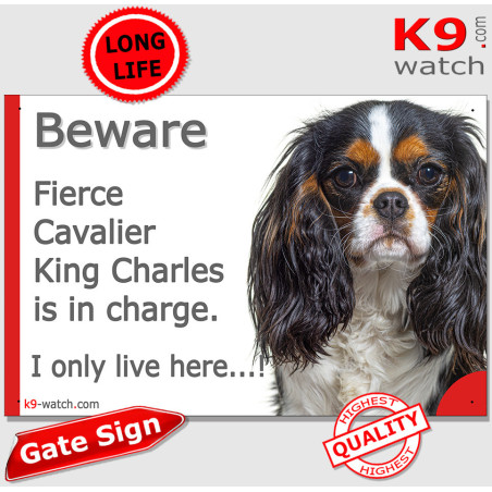 Tricolour Cavalier “I only live here” gate sign with white blaze, tan markings and long silky ears.