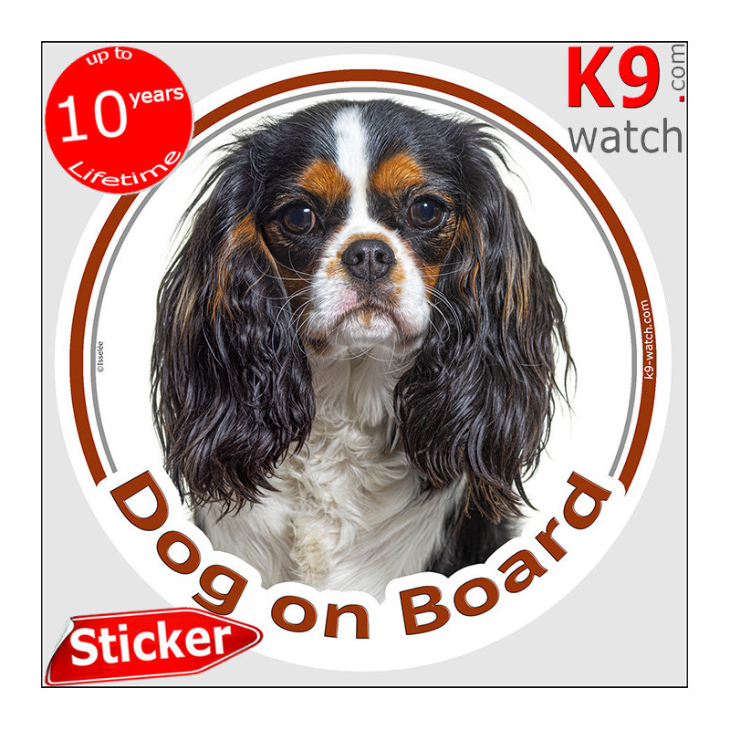 Tricolor Cavalier King Charles Dog on Board sticker with long silky coat for car windows