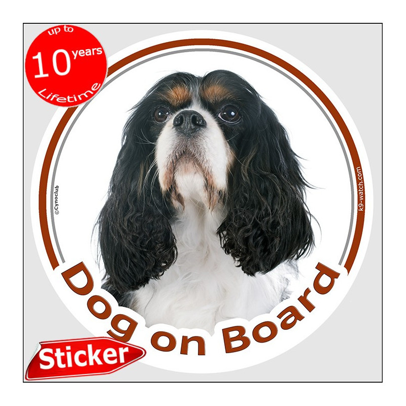 Tricolour Cavalier King Charles Dog on Board sticker with white chest, long silky ears and breed photo for car windows.